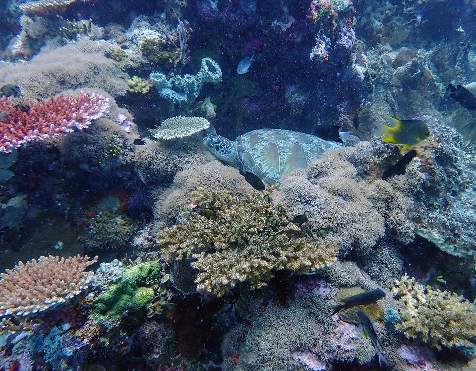 Diving Menjangan Island