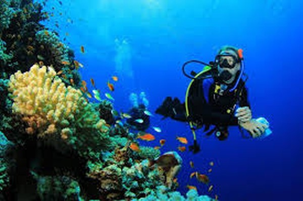 Scuba Diving 2 Dives